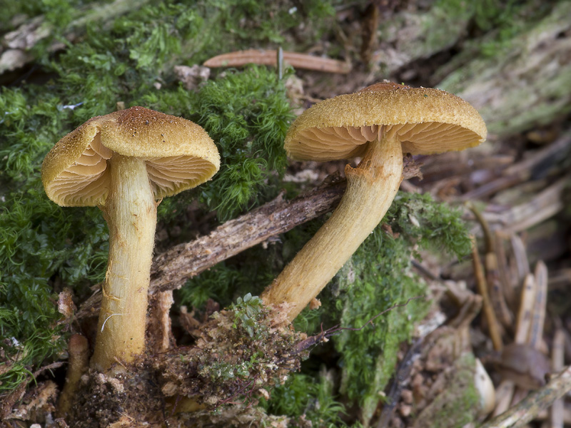 Cortinarius lignicola